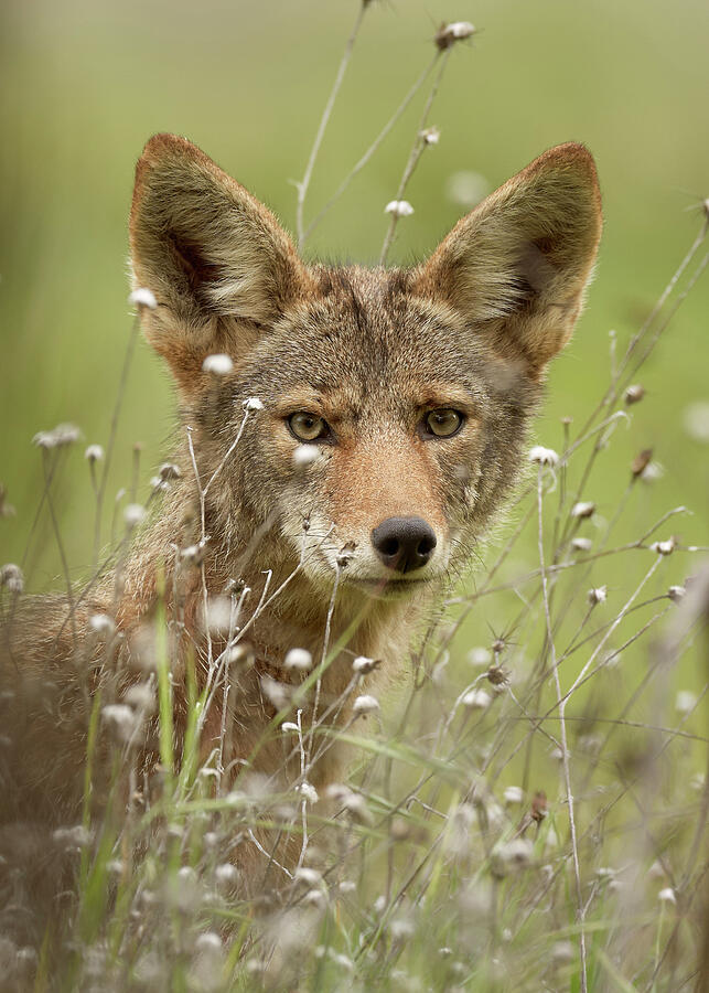 Animal Photograph - Coyote #11 Sacramento County California by Doug Herr