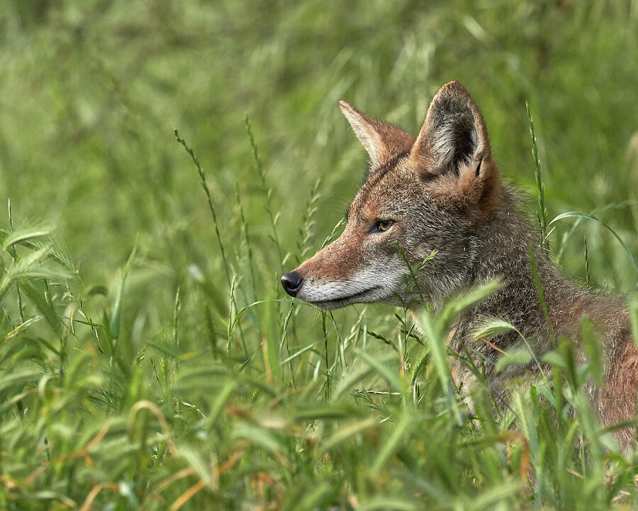 Animal Photograph - Coyote #12 Sacramento County California by Doug Herr