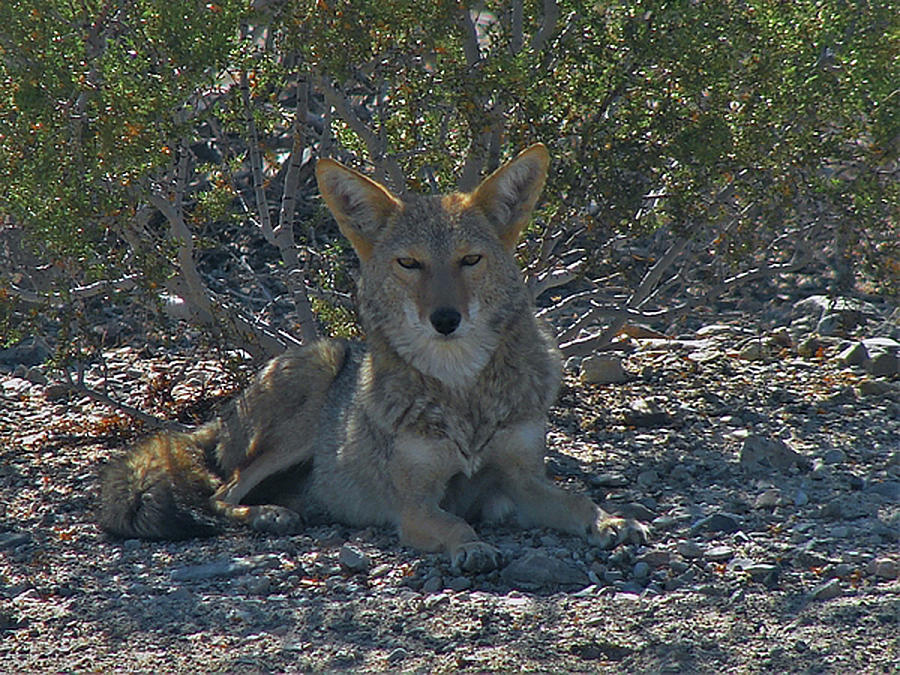 Coyote 2 Photograph by Carl Moore