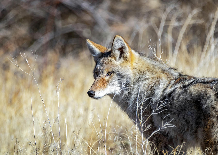 Coyote 2 by Michael Chatt Coyote 2 by Michael Chatt