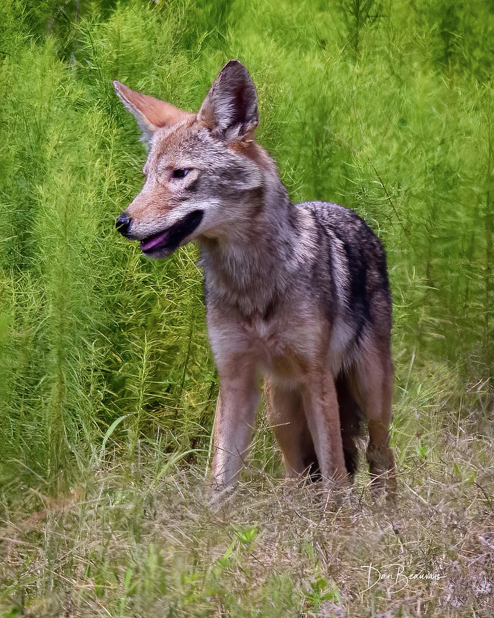 Coyote #3976 Photograph by Dan Beauvais