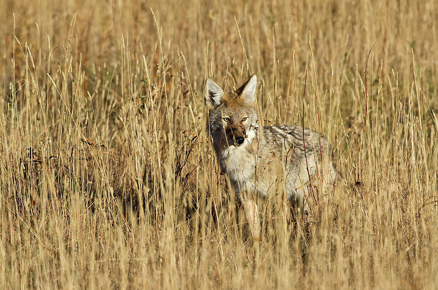 Coyote - 4387 Photograph by Jerry Owens