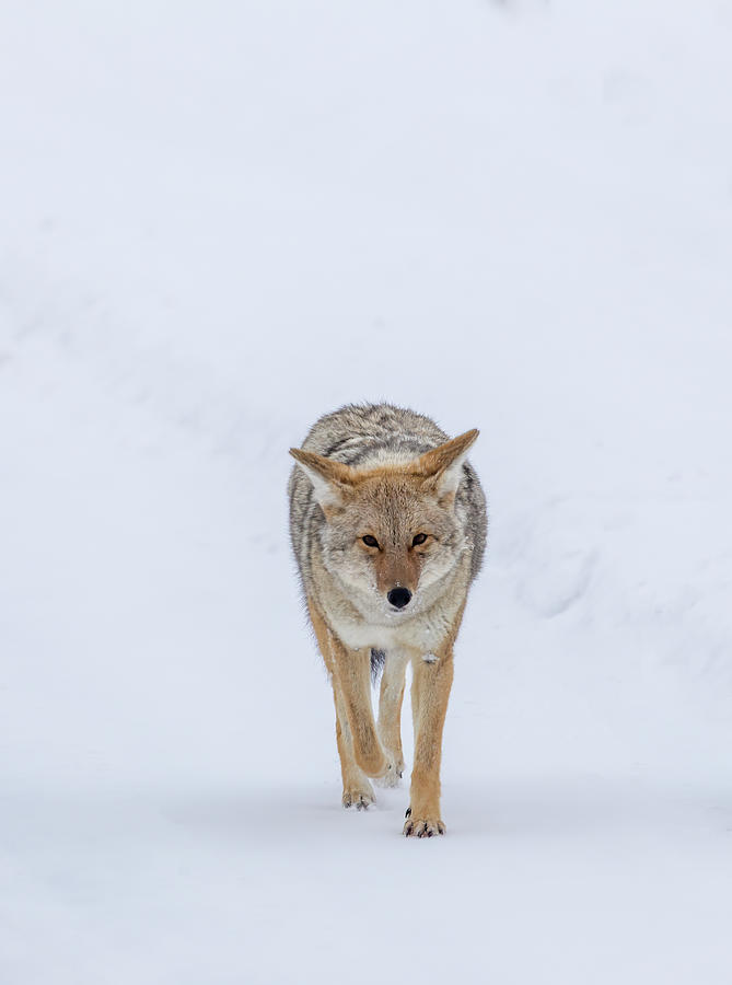 Coyote 5 by Michael Chatt Coyote 5 by Michael Chatt