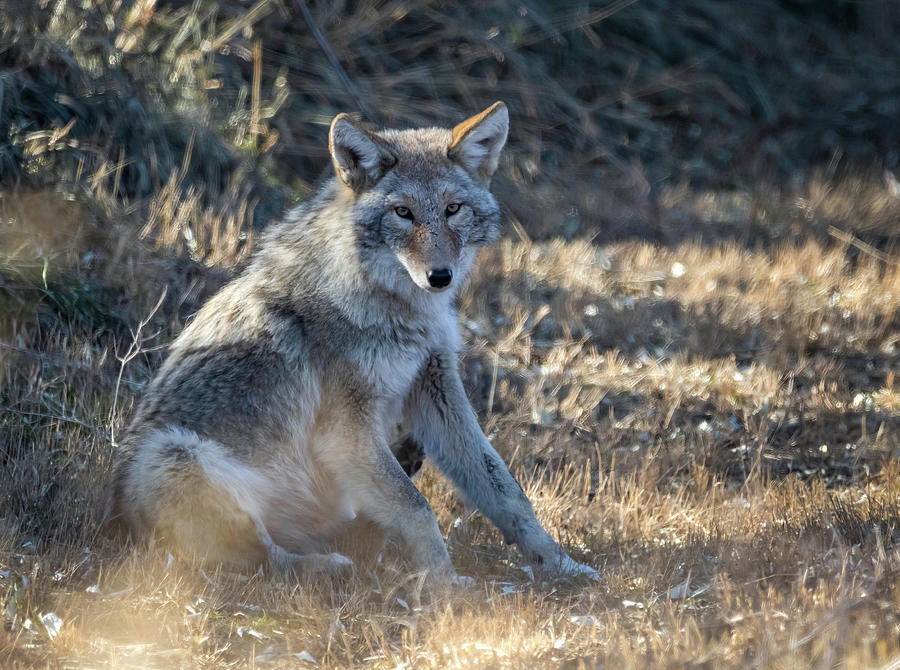 Coyote 6 by Michael Chatt Coyote 6 by Michael Chatt