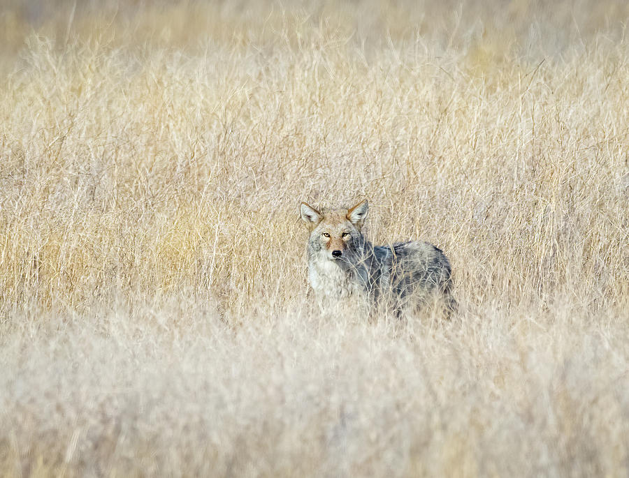 Coyote 7 by Michael Chatt Coyote 7 by Michael Chatt