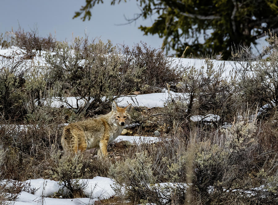 Coyote 8 by Michael Chatt Coyote 8 by Michael Chatt