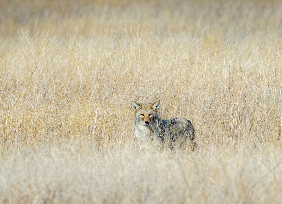 Coyote 9 by Michael Chatt Coyote 9 by Michael Chatt