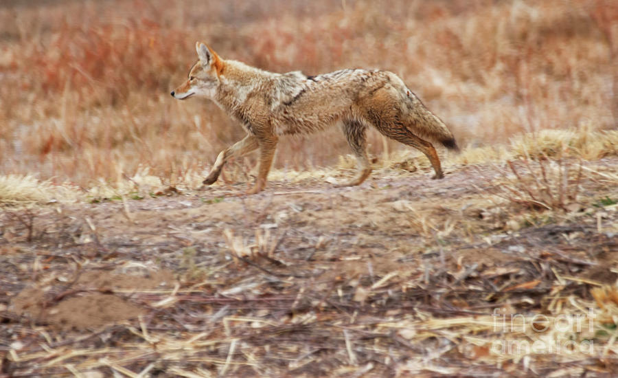 Coyote and Autumn colors Photograph by Ruth Jolly