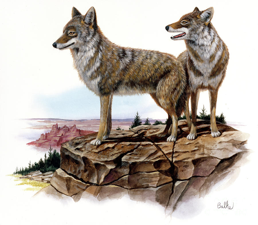 Coyote and Black Hills Spruce Painting by Don Balke