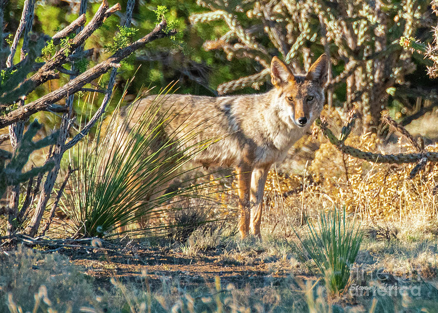 Coyote at Dawn Photograph by Steven Natanson