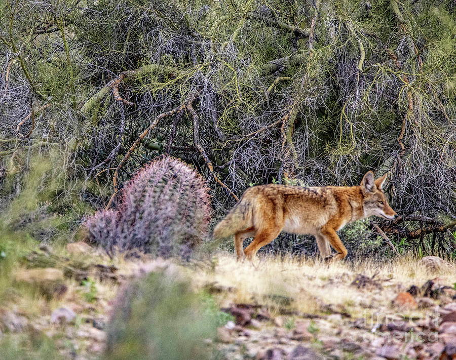 Coyote at Dusk Photograph by Daniel VanWart