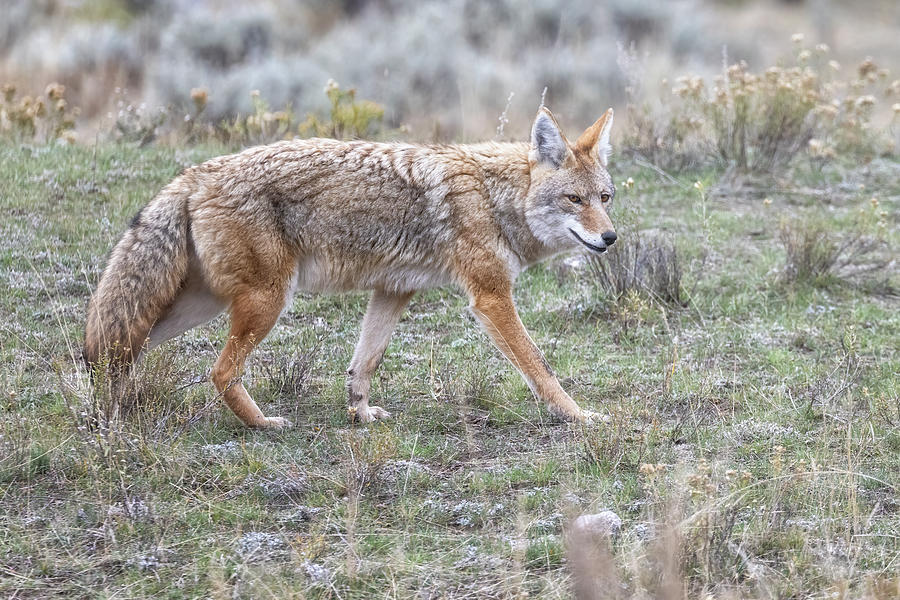 Coyote at Slough Creek Photograph by Belinda Greb