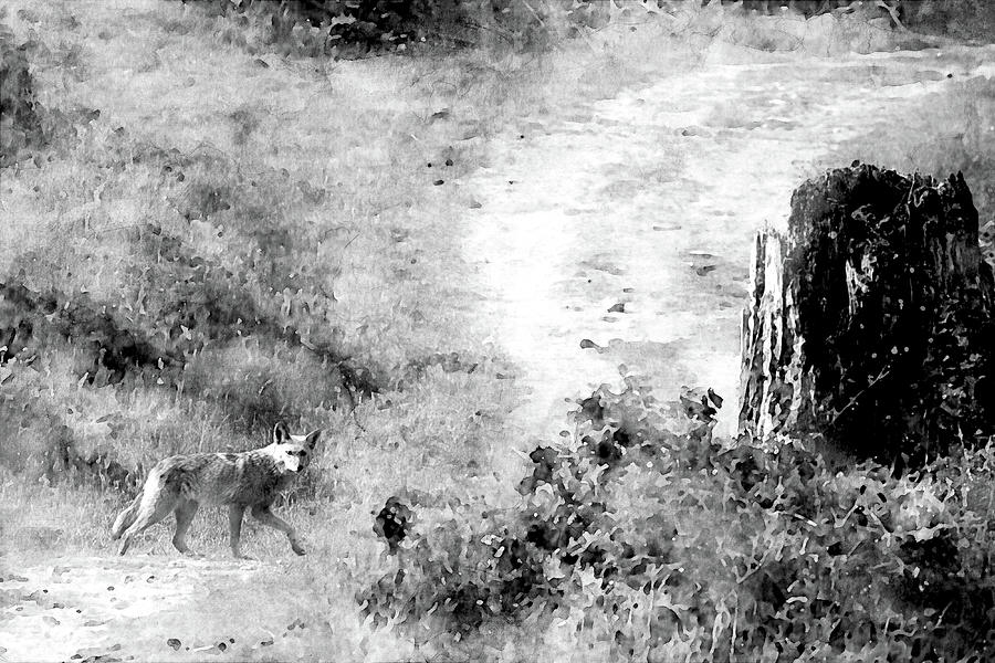 Coyote - Black and White Photograph by Peggy Collins