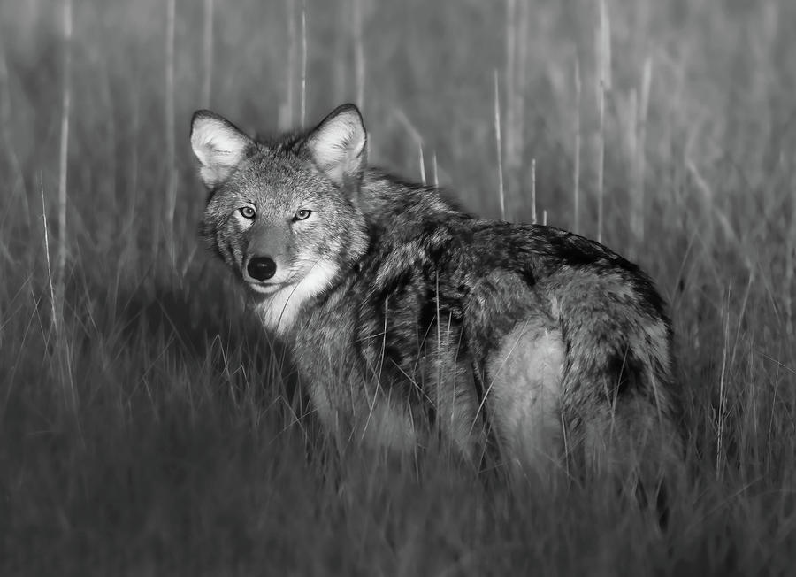 Coyote Black and White Photograph by Sarah Devlin - Pixels