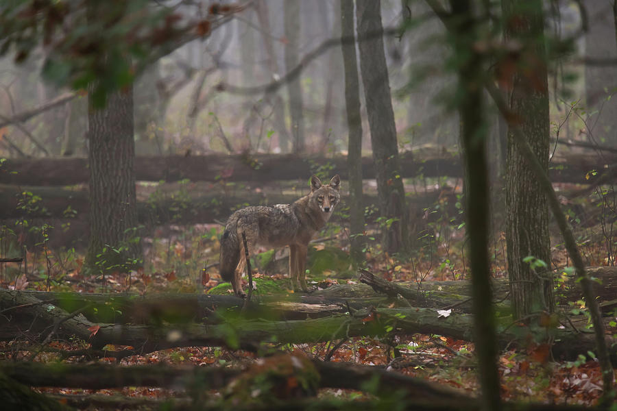 Coyote Photograph by Brook Burling