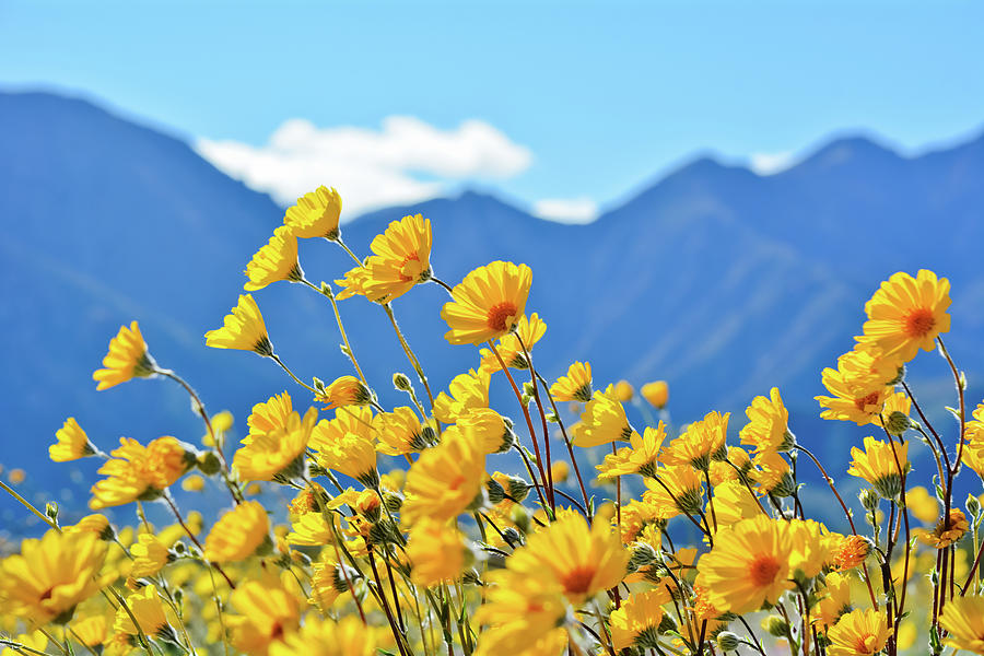 Coyote Canyon Desert Sunflowers Photograph by Kyle Hanson