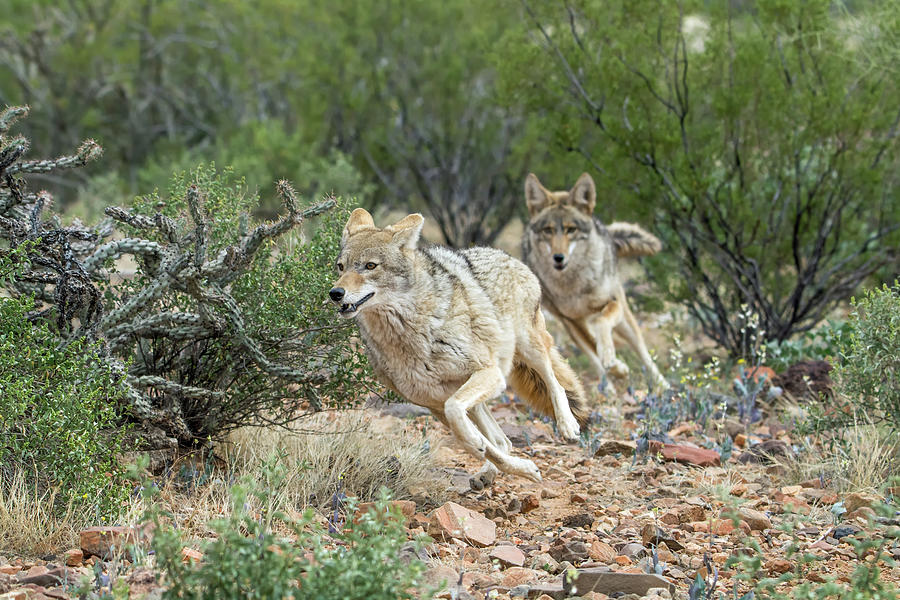 Coyote Chase 4189-022617-o Photograph by Tam Ryan