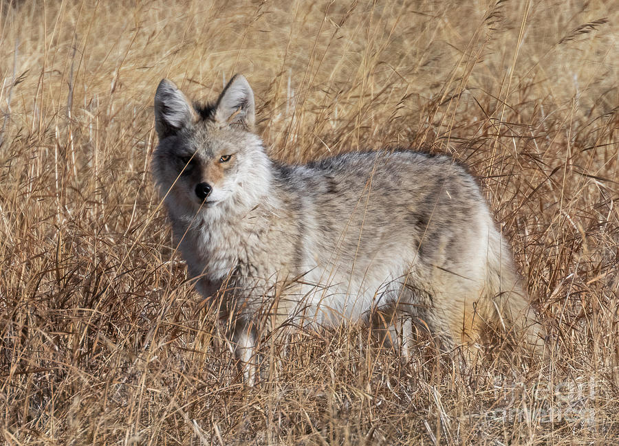 Coyote Cold Stare Photograph