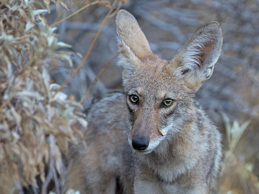 Coyote Curiosity  Photograph by Sue Cullumber
