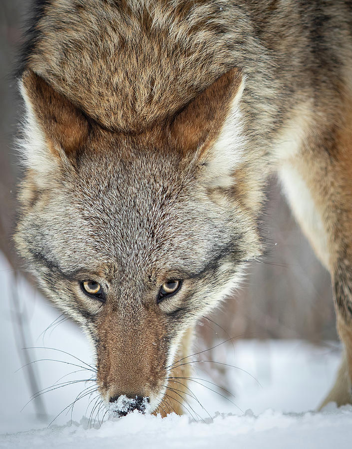 Coyote Eyes by Kristie Burns Coyote Eyes by Kristie Burns