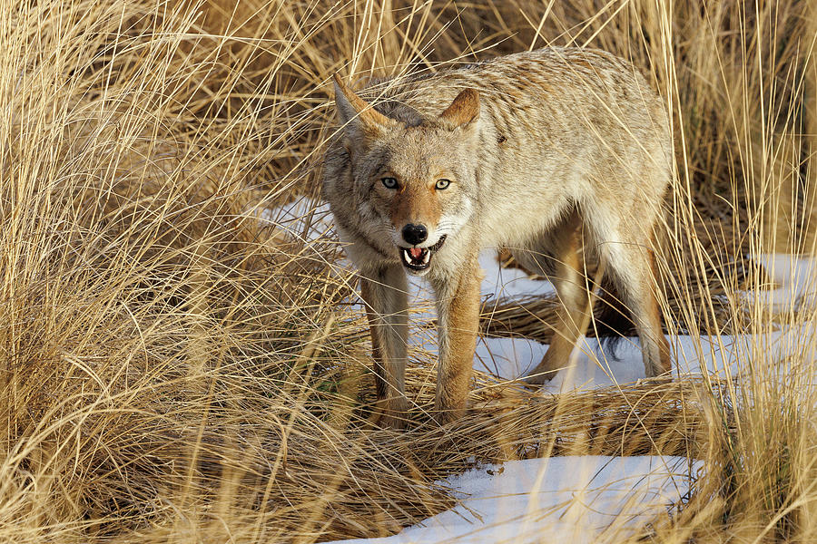 Coyote Finishes a Meal Photograph by Tony Hake - Fine Art America