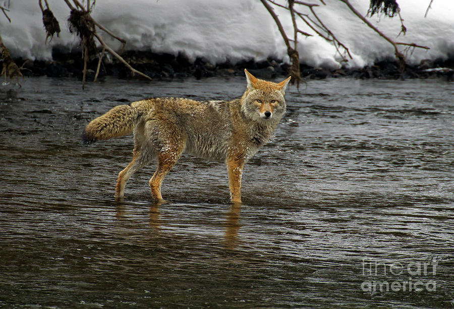 Coyote Fishing-signed #0639 Photograph