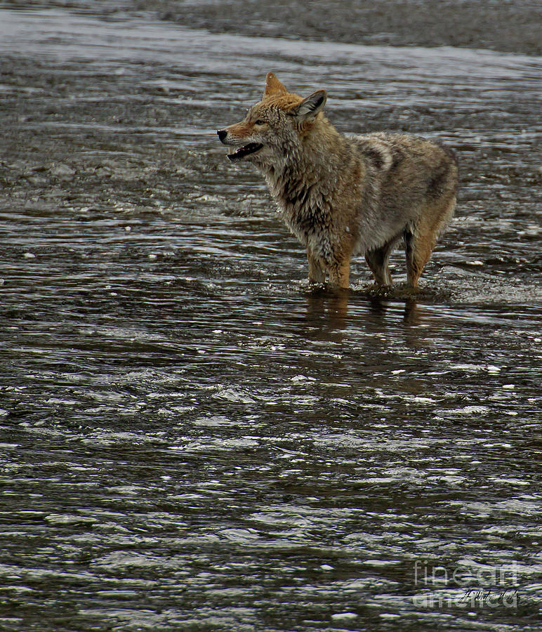 Coyote Fishing-signed #0909 Photograph