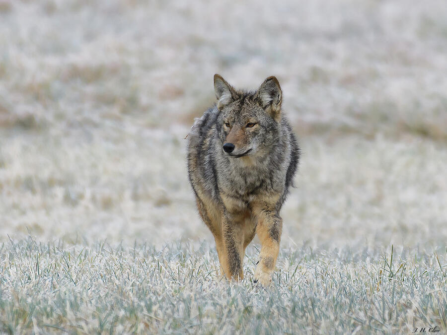 Wildlife Photograph - Coyote Frosty Field by J H Clery