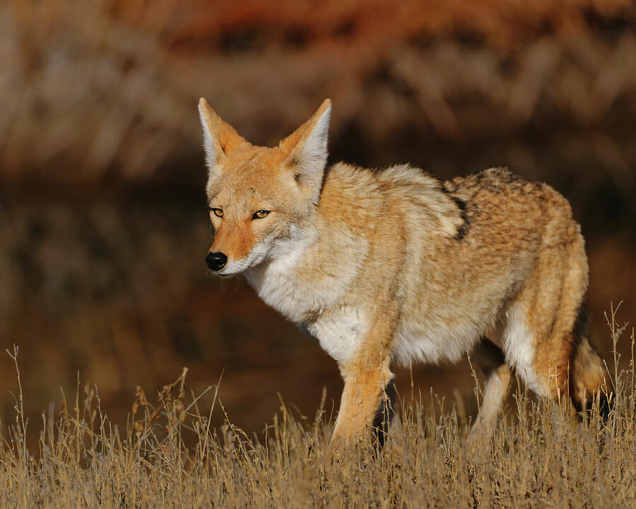 Coyote Photograph by Gary Langley