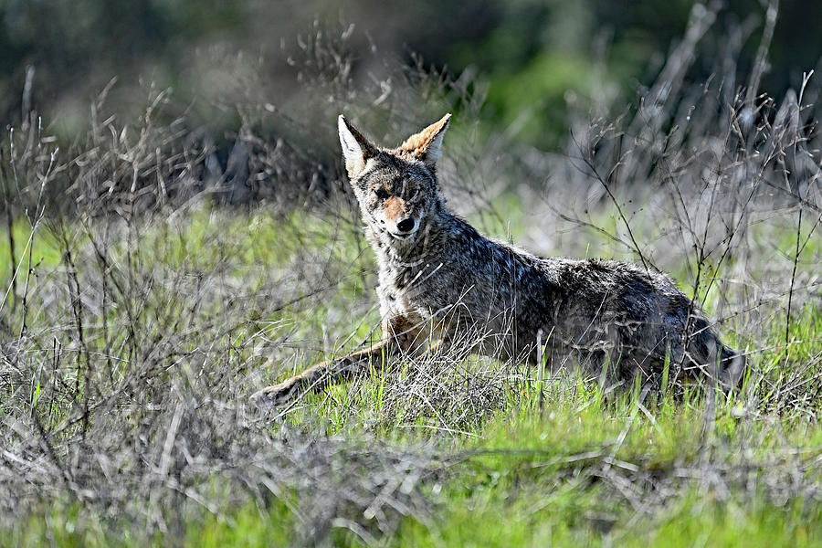 Coyote hiding in the bush - San Antonio Park Photograph by Amazing Action Photo Video