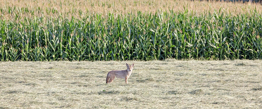 Coyote Hunting in a Hay Field Photograph by Michael Russell