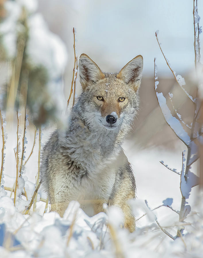 Coyote Hunting In Snow Photograph by Vicki Stansbury