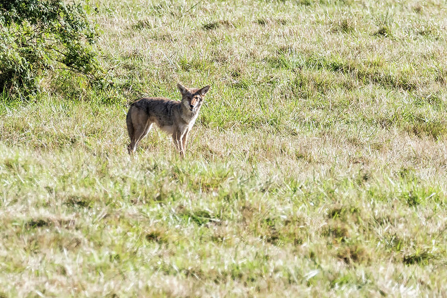 Coyote in a Field Photograph by Belinda Greb