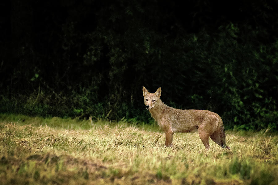 Coyote in a Field Photograph by Bruce Patrick Smith