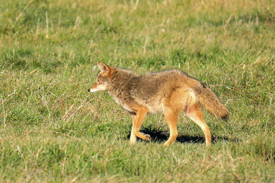 Coyote In A Nice Coat Photograph