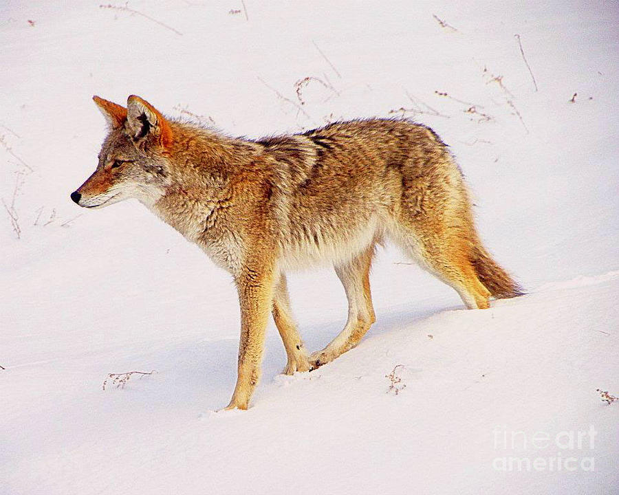 Mountain Photograph - Coyote In Snow by Dani Stites