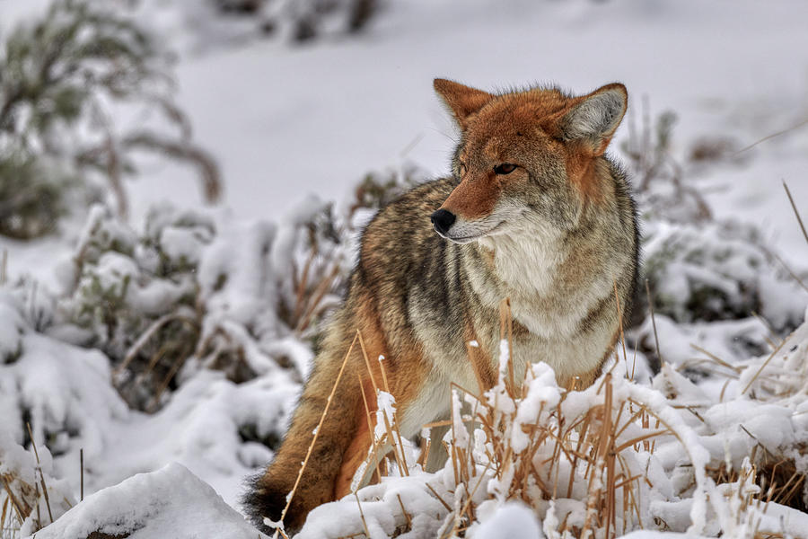 Coyote in snow Photograph by Paul Freidlund