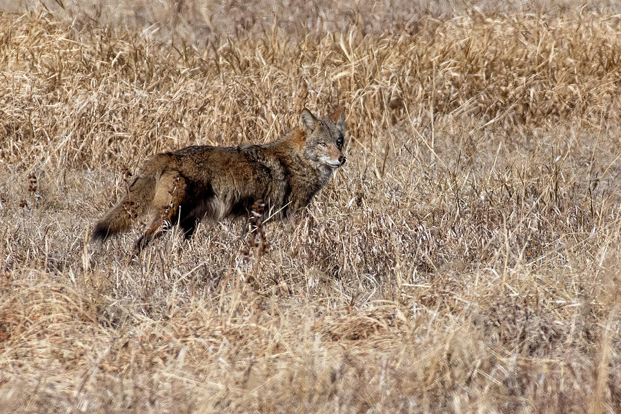 Coyote in Tall Grass Photograph by Carol Schultz - Fine Art America