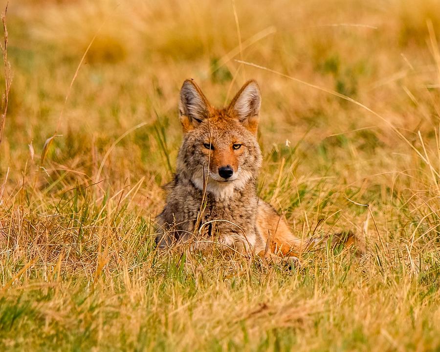 Coyote in the Grass Photograph by Susan Rydberg