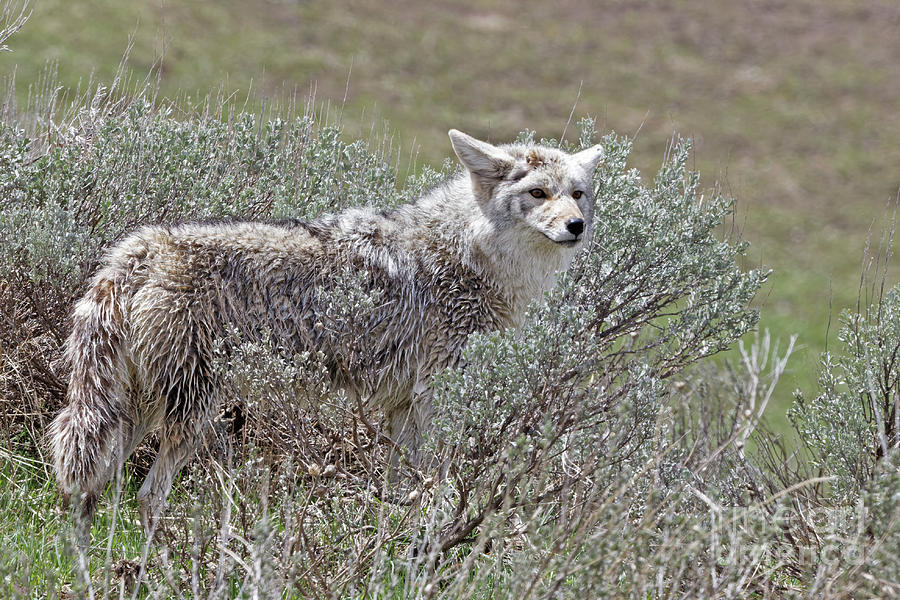 Coyote in the Sage Photograph by Natural Focal Point Photography