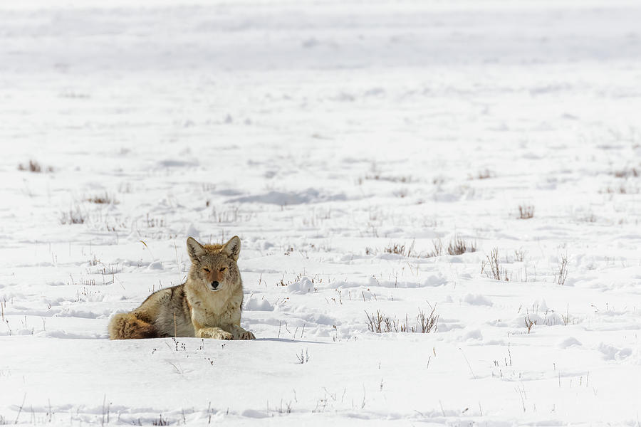 Coyote in the Snow Photograph by Susan Rissi Tregoning