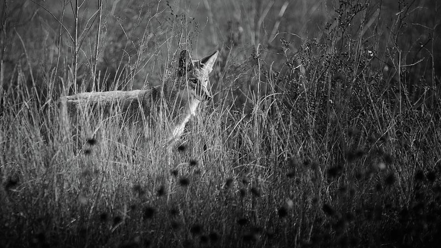 Coyote In the Tall Grass Photograph by Mike Fusaro