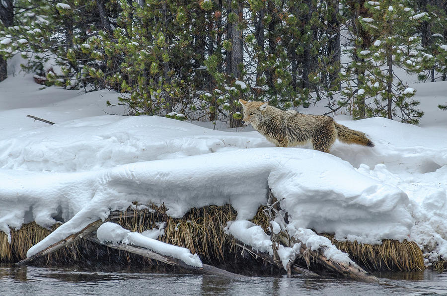 Coyote In Winter Photograph by Yeates Photography