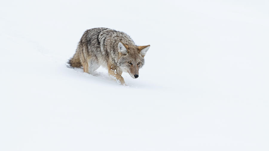 Coyote in Winter Yellowstone Photograph by Brenda Jacobs