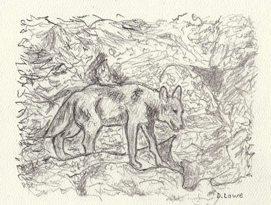 Coyote in Yellowstone Drawing by Danny Lowe