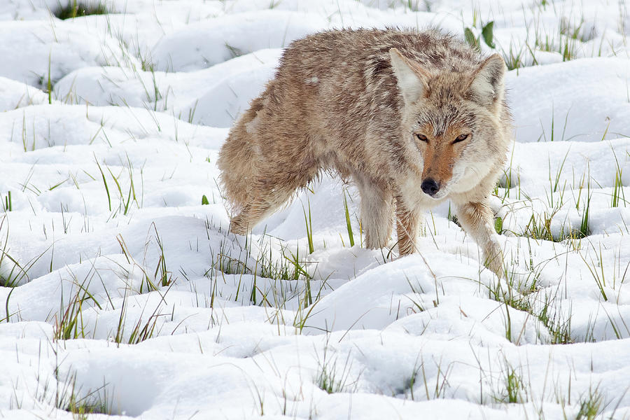Coyote in Yellowstone Photograph by Natural Focal Point Photography
