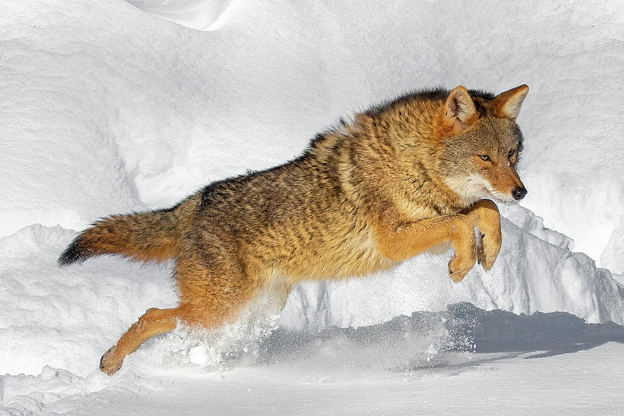 Coyote Jumping in the Snow Photograph by Lorraine Matti - Fine Art America