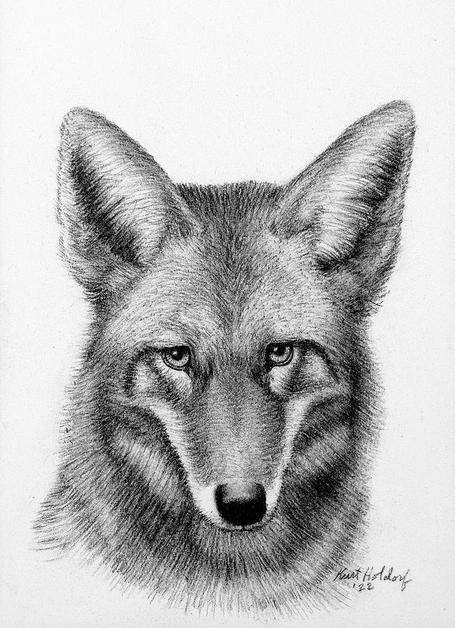 Coyote Drawing by Kurt Holdorf