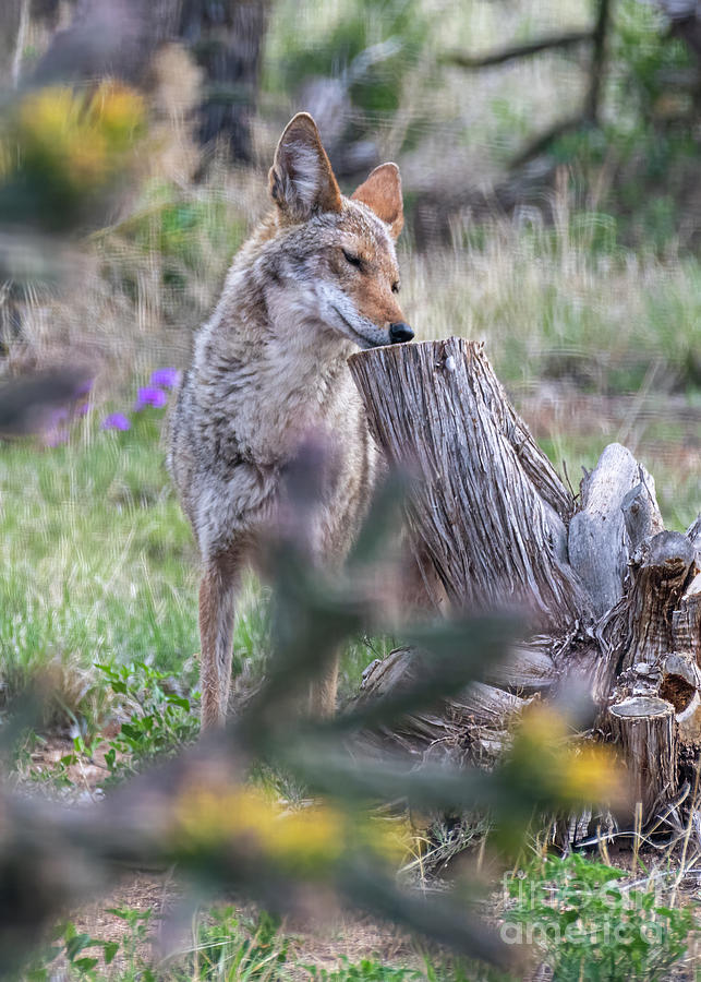 Coyote Last Morsel Photograph by Steven Natanson