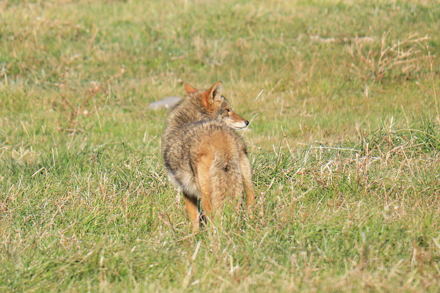 Coyote Looking Around Photograph